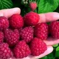 Саджанець Малина Емпліна